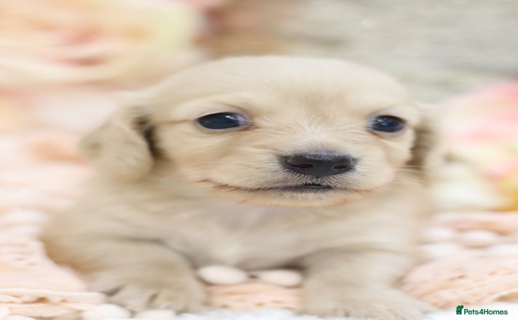 Miniature Dachshund dogs - Advert 4