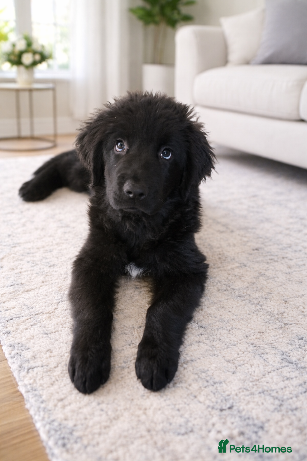 Newfoundland dogs 1 girl left  - Advert 1
