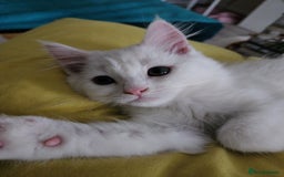 Bengal cats for sale: Louna - Image 1