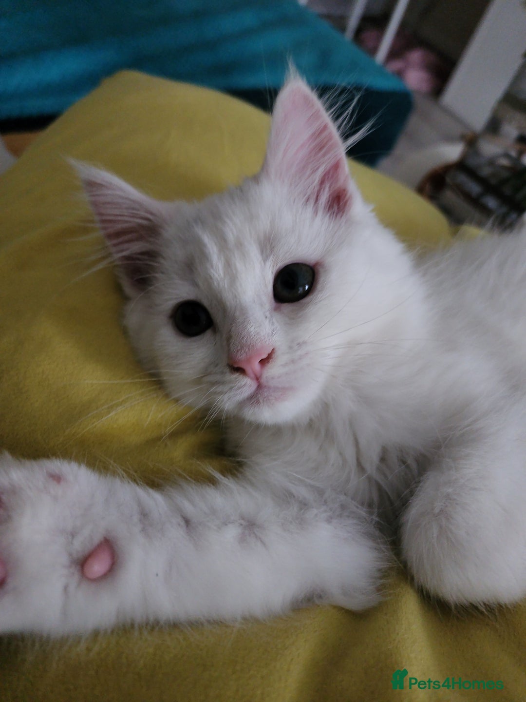 Bengal cats for sale: Louna - Image 1