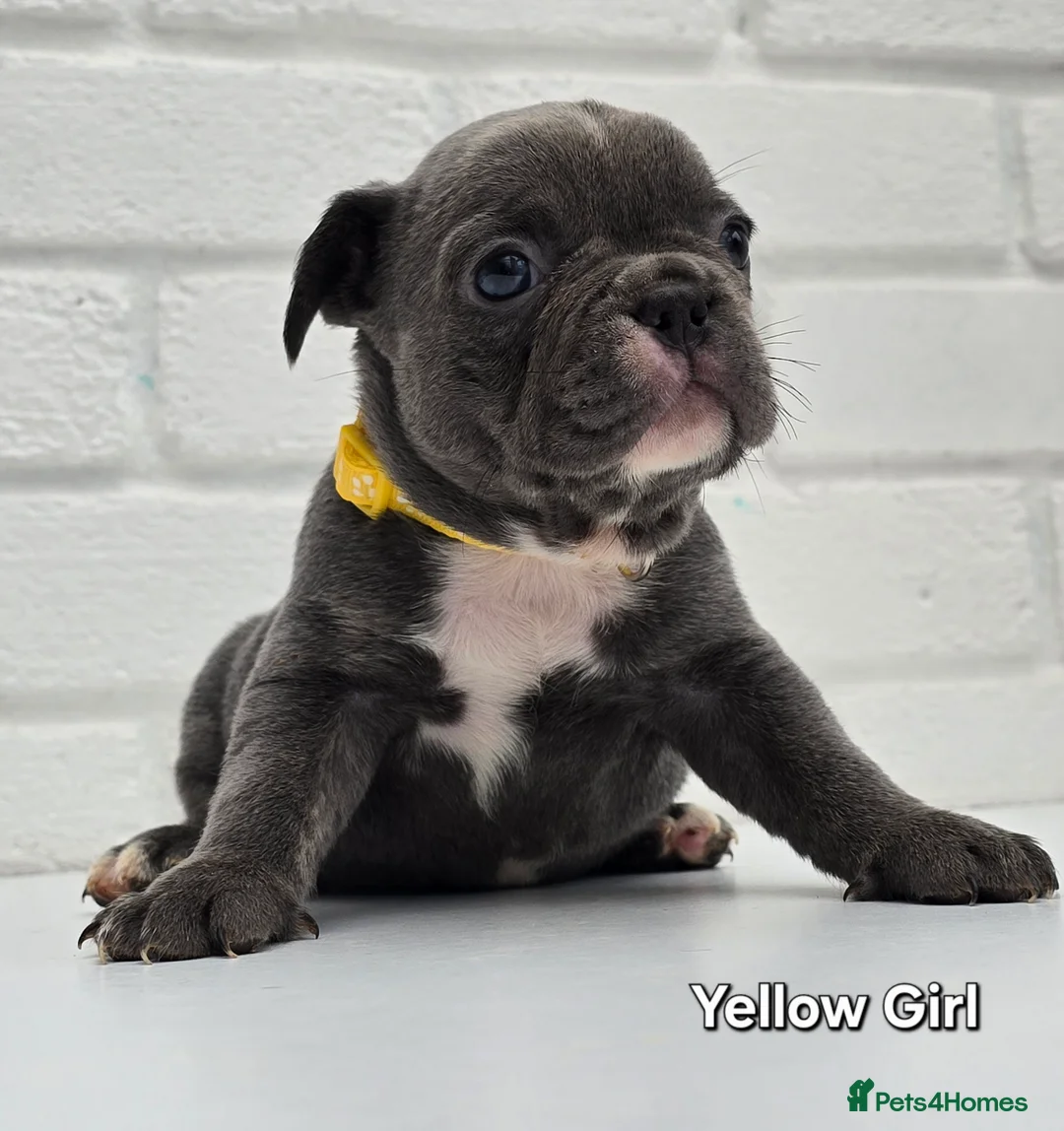 French Bulldog dogs for sale: Stunning Blue French Bulldog Puppies - Advert 16