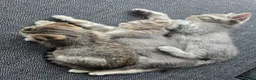 Scottish Fold cats for sale: *READY SOON* Beautiful Grey Scottish Fold Kittens - Advert 9