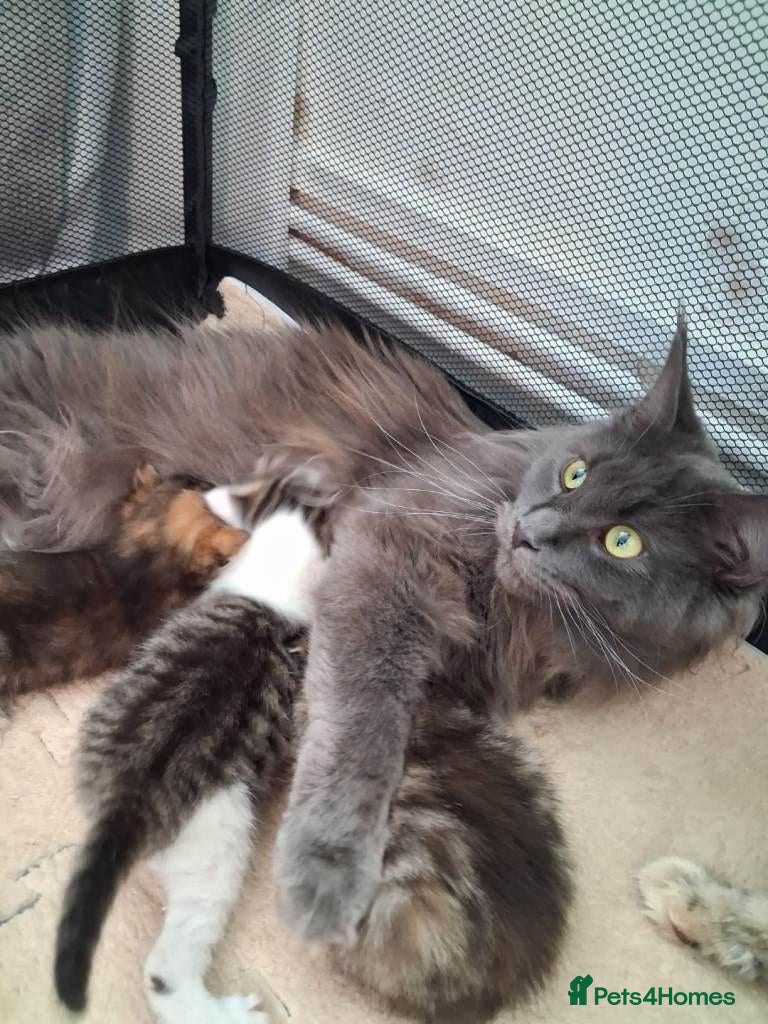 Maine Coon cats for sale: GORGEOUS MAINE COON KITTENS  - Advert 1