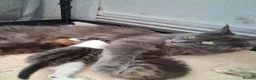 Maine Coon cats for sale: GORGEOUS MAINE COON KITTENS  in Milton Keynes - Advert 1