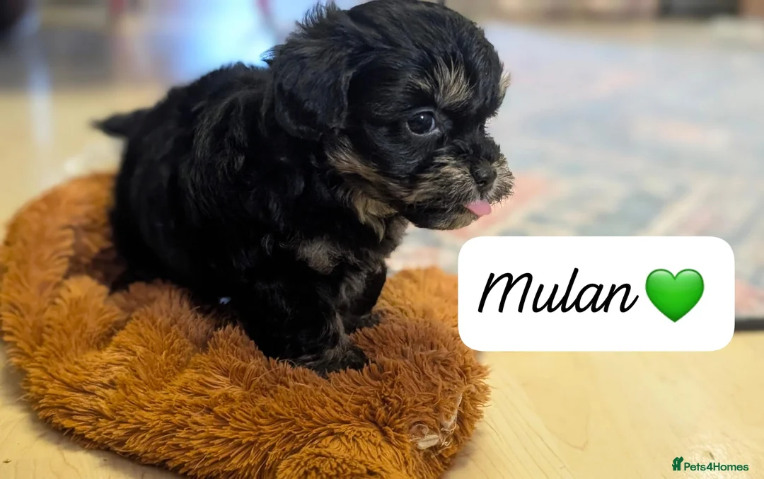 Chipoo dogs for sale: Chipoo Puppies - Advert 19