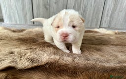 Shar Pei dogs for sale: Top quality bear coat sharpei  - Image 7