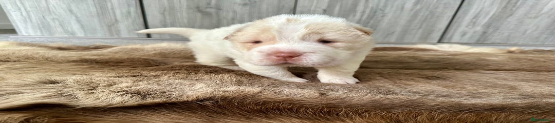 Shar Pei Puppy 4
