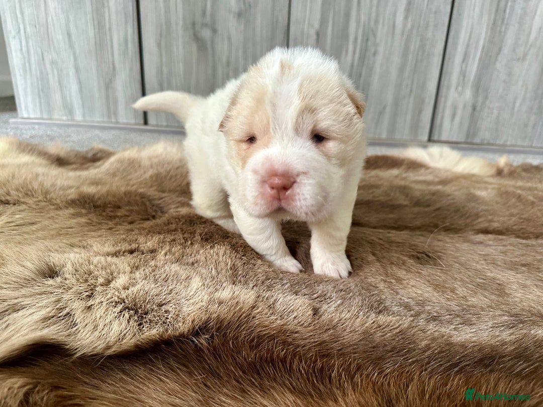 Shar Pei dogs for sale: Top quality bear coat sharpei  - Image 7