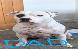 Staffordshire Bull Terrier dogs for sale: Red Staffordshire bull terrier pups  - Image 10