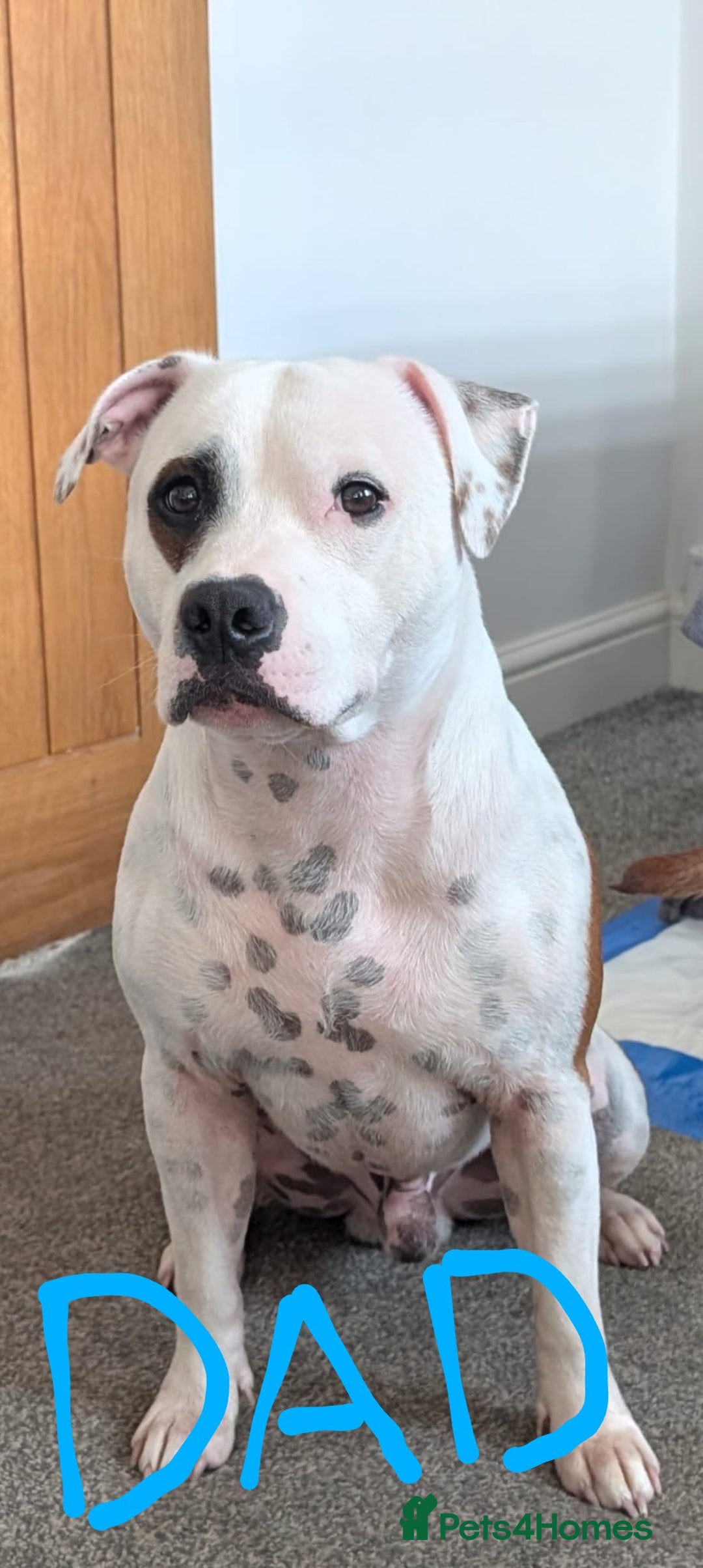 Staffordshire Bull Terrier dogs for sale: Red Staffordshire bull terrier pups  - Image 10