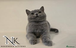 British Shorthair cats for sale: GORGEOUS GCCF REG TEDDYS 🐻🧸 READY TO LEAVE ❗️❗️ - Image 8