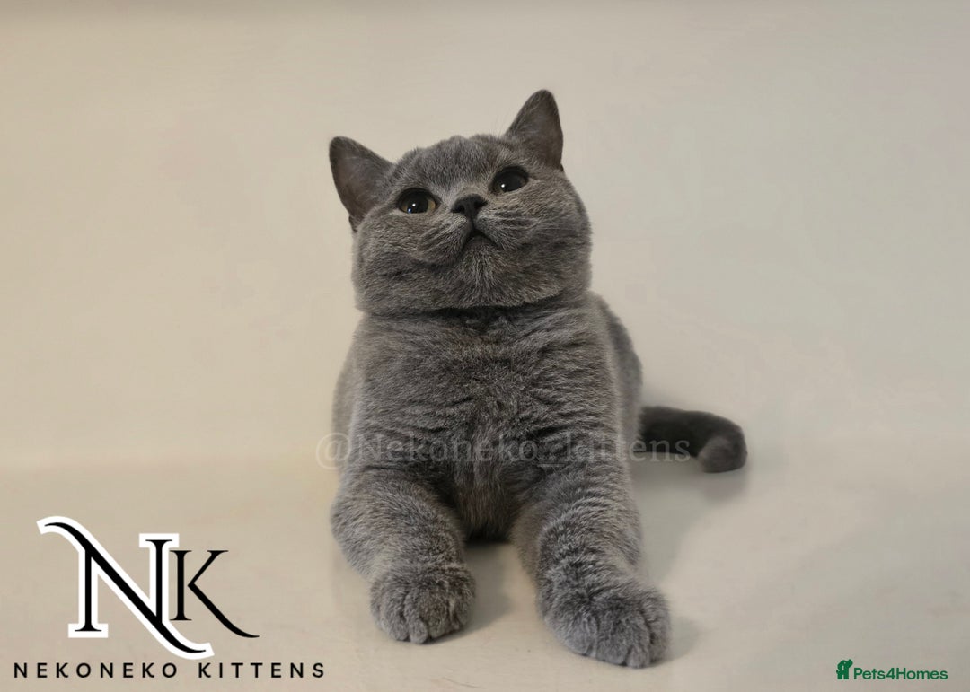 British Shorthair cats for sale: GORGEOUS GCCF REG TEDDYS 🐻🧸 READY TO LEAVE ❗️❗️ - Image 8