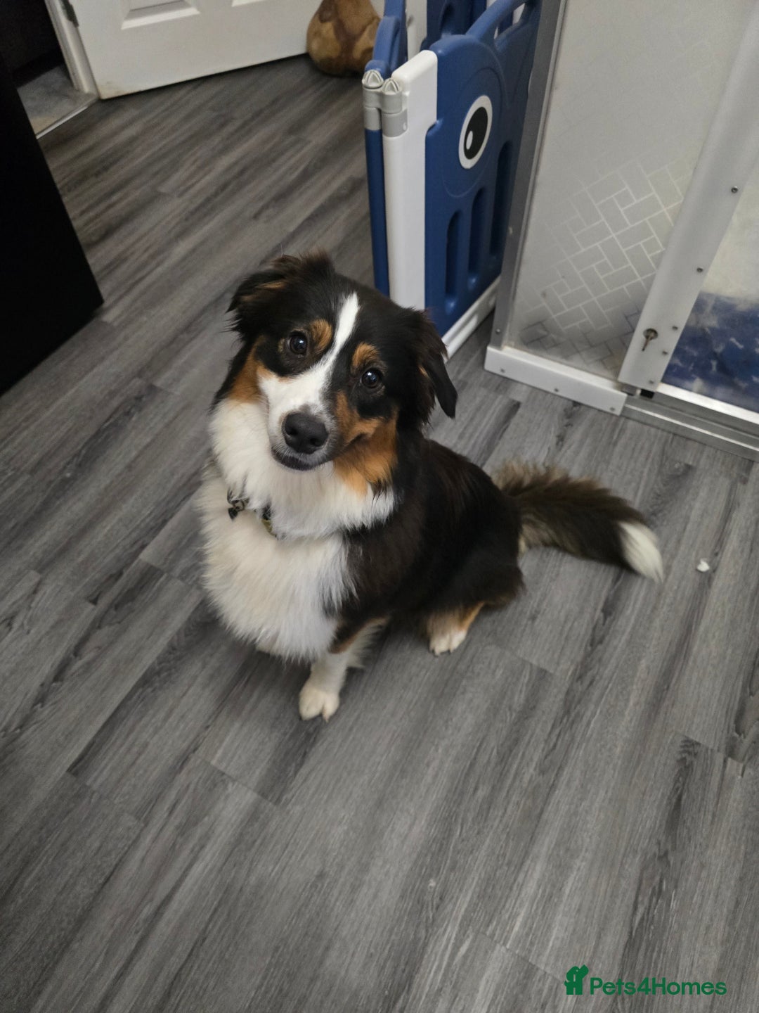 Australian Shepherd dogs for sale: Waiting list open for around **  - Advert 10