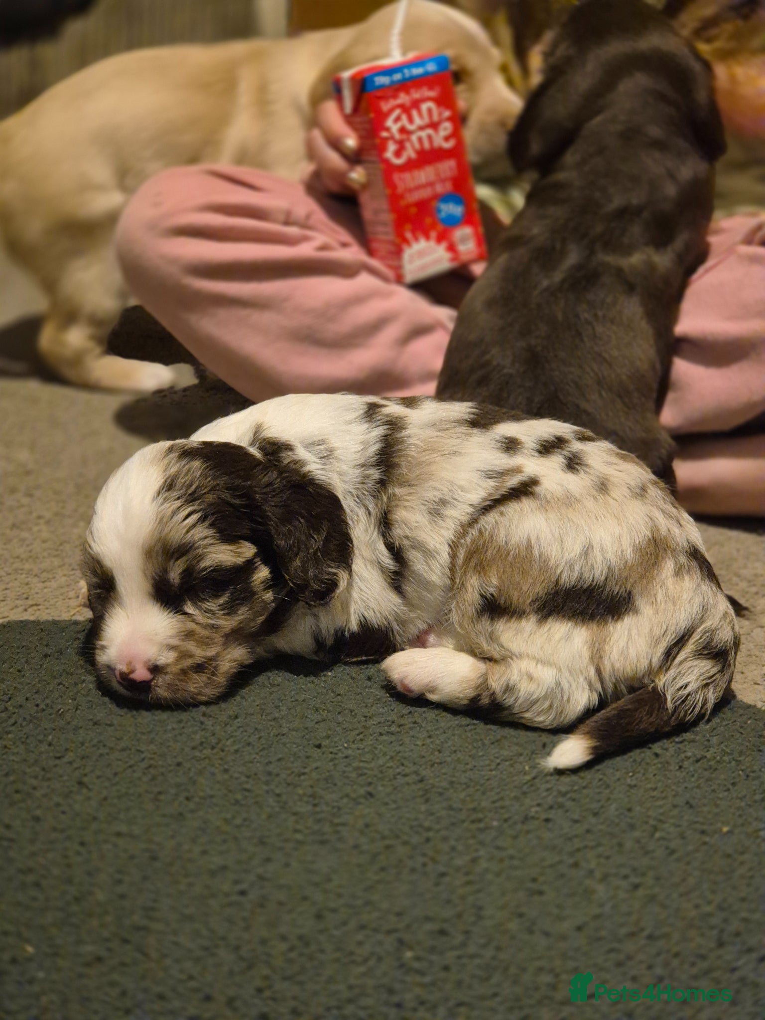 Cockerdor dogs Merle cockerdors  - Advert 2