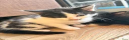 Mixed Breed cats for sale: Mustache kitten and fluffy friends  - Advert 3