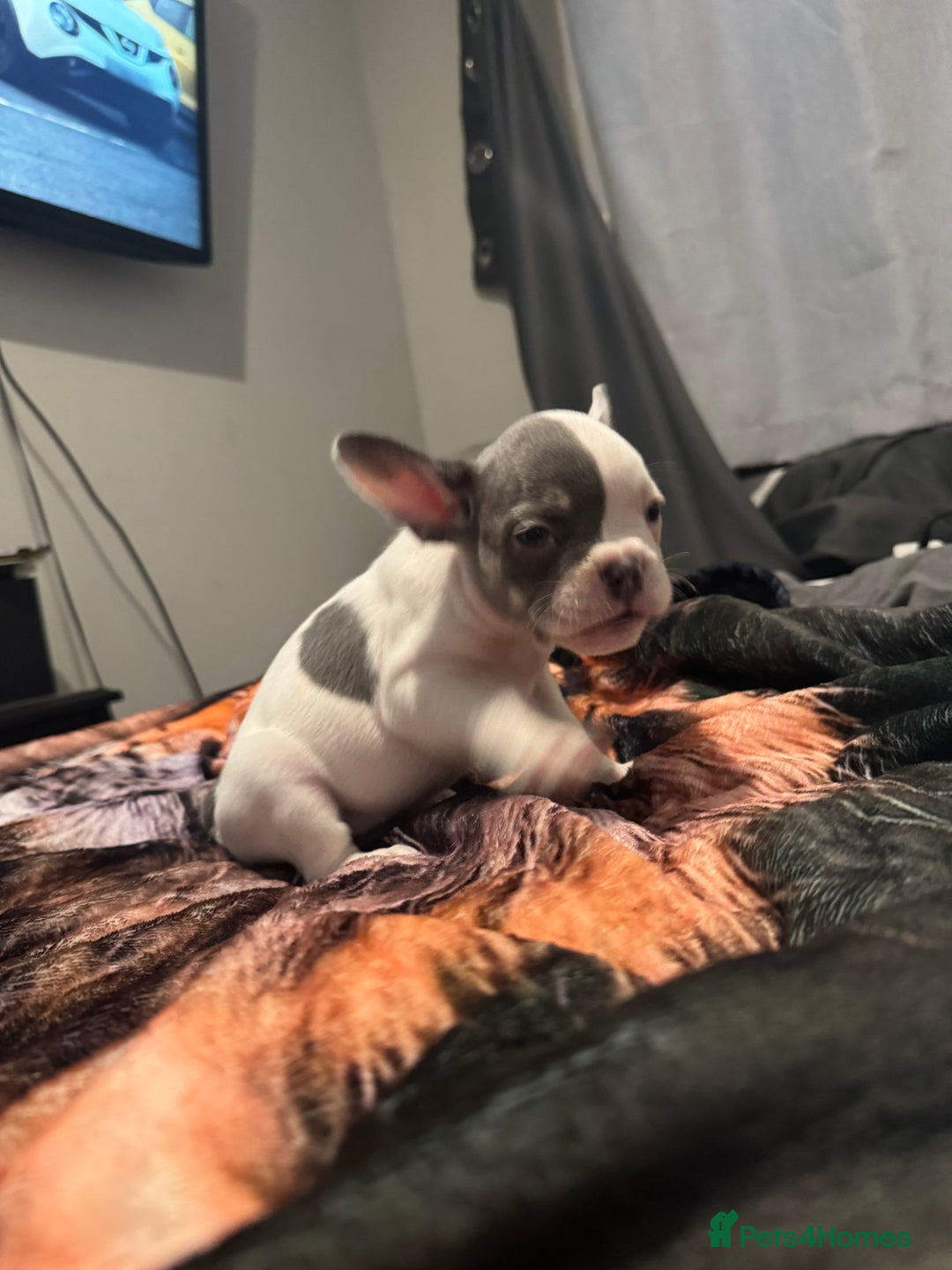 French Bulldog dogs for sale: French bull dog - Image 6