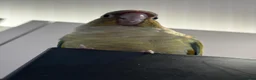 Conures birds for sale: Two Female Conures Including Large Cage - Advert 11