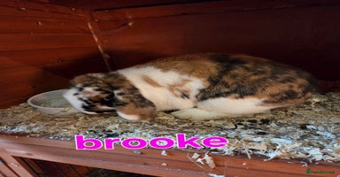 Mini Lop rabbits - Advert 2