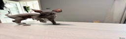 Sphynx cats for sale: Sphynx kittens  - Advert 7