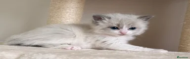 Ragdoll 1