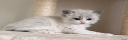 Ragdoll cats for sale: Beautiful fluffy ragdoll kittens - Advert 7