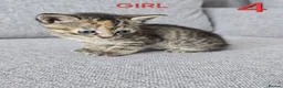 Mixed Breed cats for sale: Adorable kittens - Advert 10