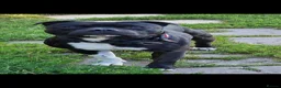 Staffordshire Bull Terrier dogs for sale: Stunning staffy's - Advert 23