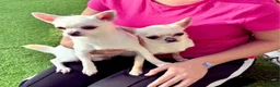 Chihuahua dogs for sale: Beautiful chihuahuas from champion lineage  - Advert 20