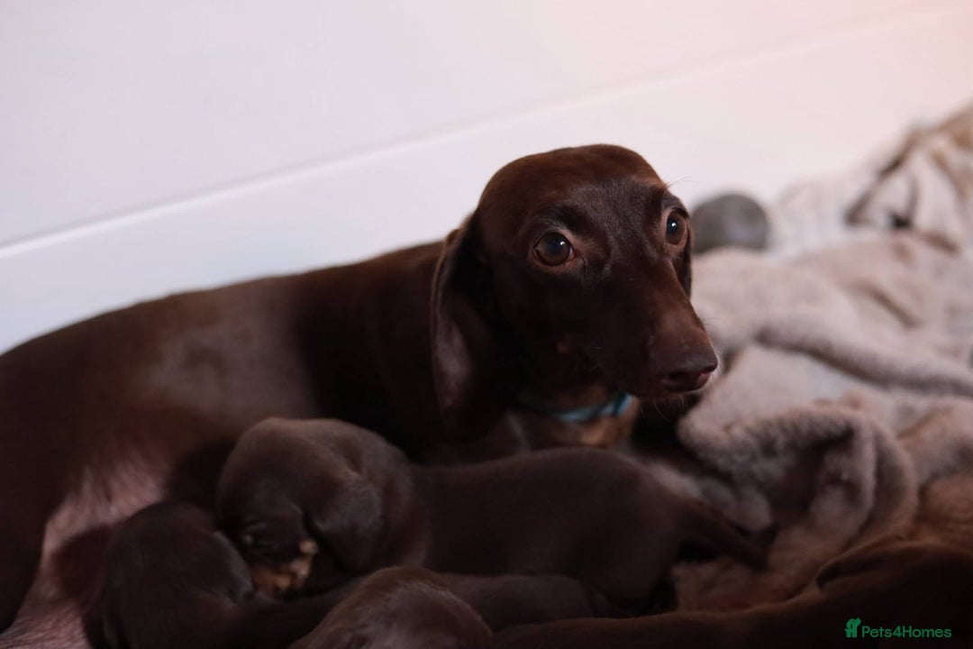 Dachshund dogs for sale: KC Miniature dachshunds puppies  - Image 25