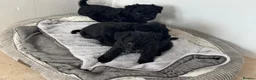 Patterdale Terrier dogs for sale: 3 Rough Coat Patterdale Terrier Puppies - Advert 12