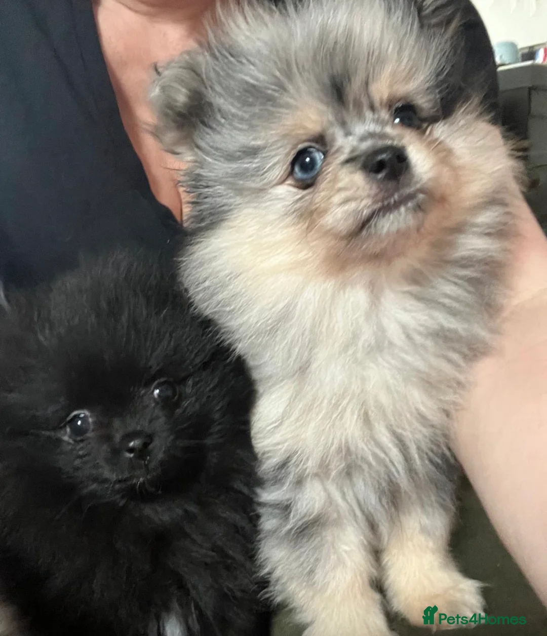 Pomeranian dogs for sale: 🐾 Adorable Teddy Pomeranian Puppies  🐾 - Advert 1