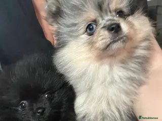 Pomeranian dogs 🐾 Adorable Teddy Pomeranian Puppies 🐾 - Advert 2