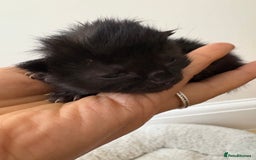 Mixed Breed cats for sale: Seven Tiny Adventures Waiting for Their Families - Advert 21