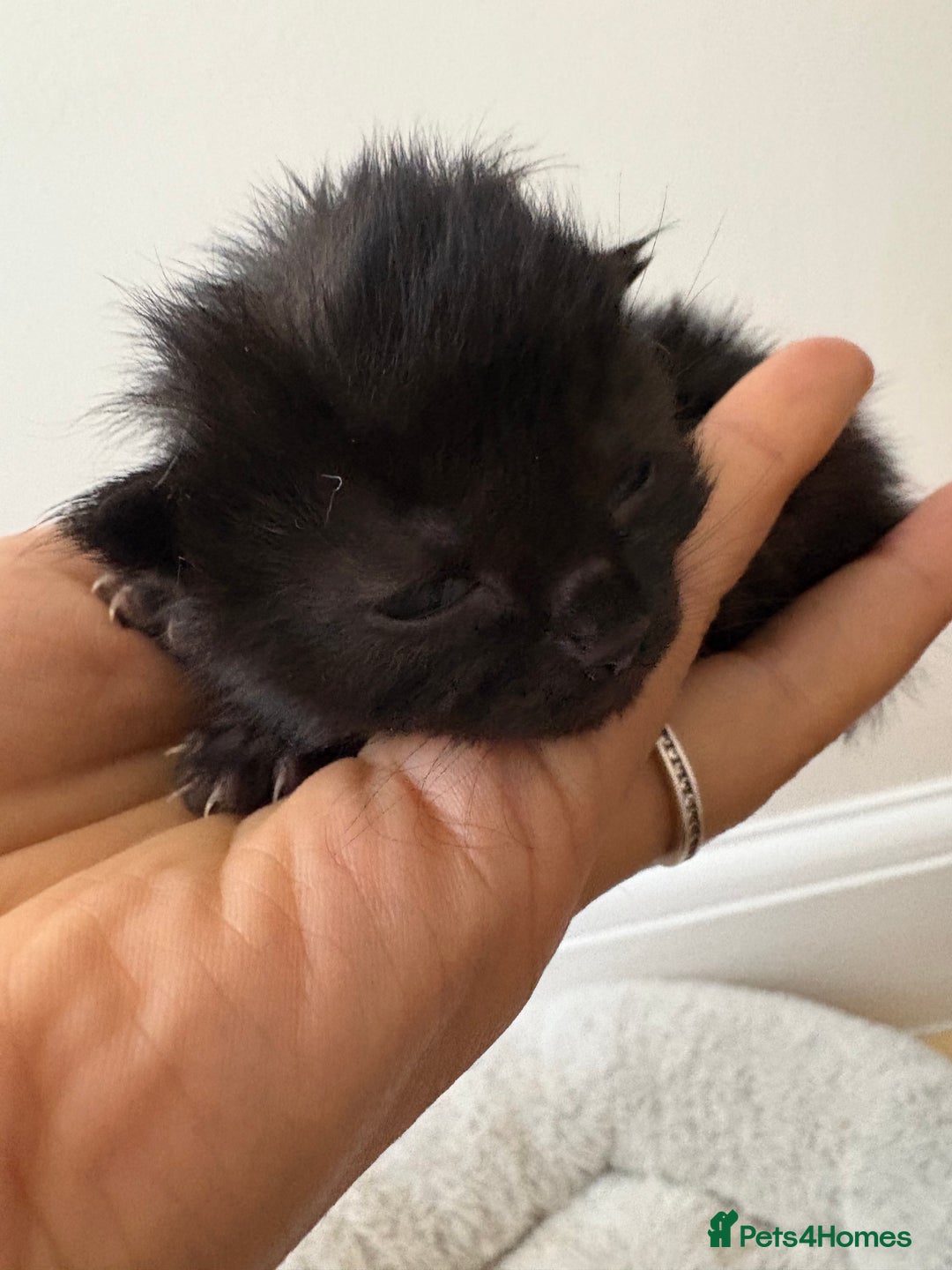 Mixed Breed cats for sale: Seven Tiny Adventures Waiting for Their Families - Advert 21