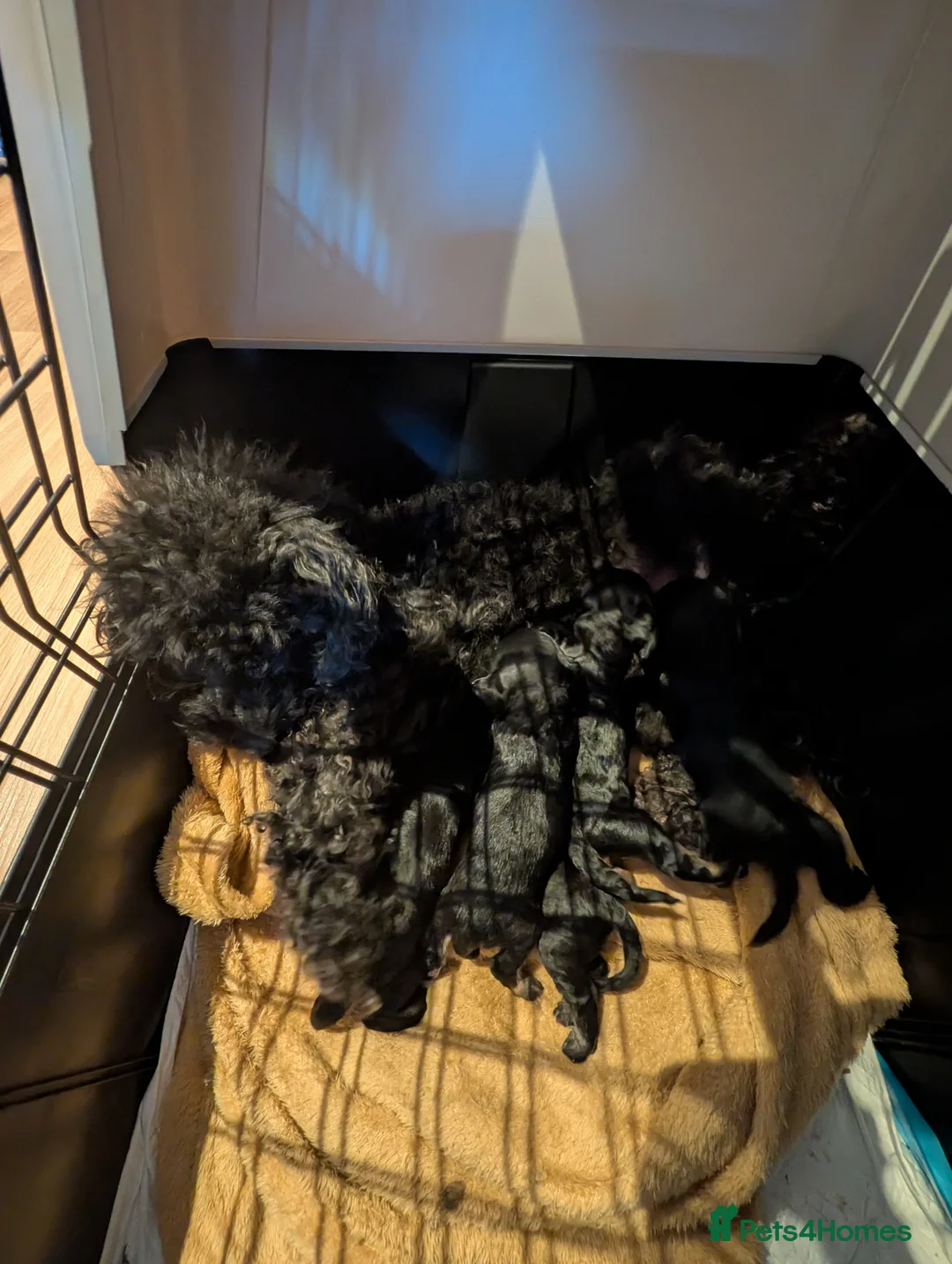 Doxiepoo dogs for sale: 4 Adorable Miniature Doxiepoo Puppies  - Advert 2