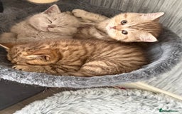 British Shorthair cats for sale: Beautiful litter of british shorthair kittens  - Image 8