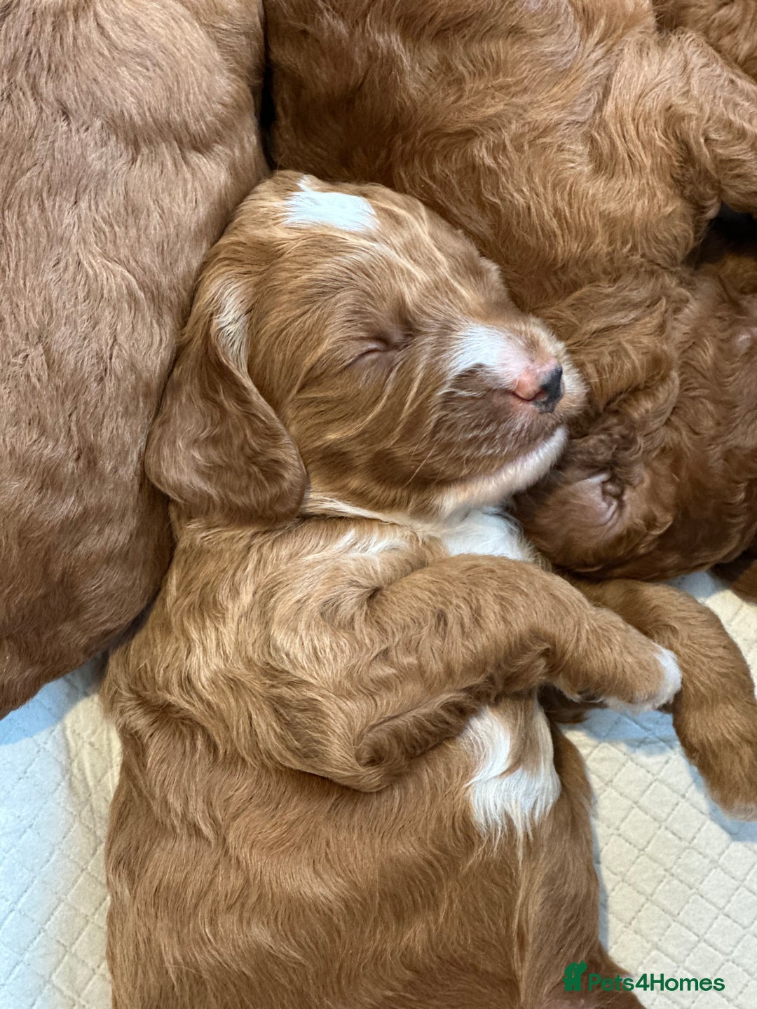 Cockapoo dogs for sale: Red Mini Cockapoo Puppies-Ready - 14 of January  - Advert 36