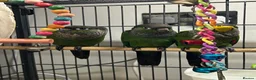 Conures birds for sale: Black cap conures for sale - Advert 6