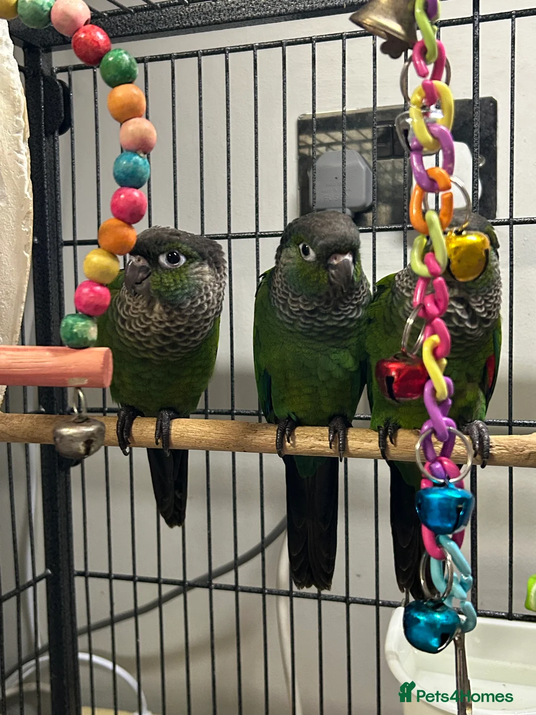 Conures birds for sale: Black cap conures for sale - Advert 6