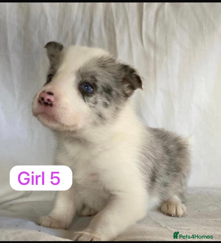 Border Collie dogs KC registered border collie puppies - Advert 1