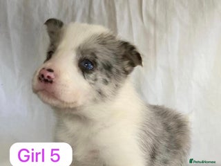 Border Collie dogs KC registered border collie puppies - Advert 1