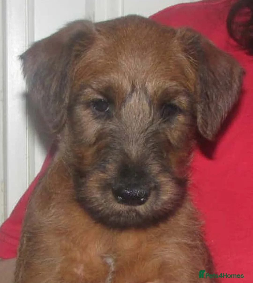 Irish Terrier dogs for sale: Lovely outgoing puppies - Advert 4