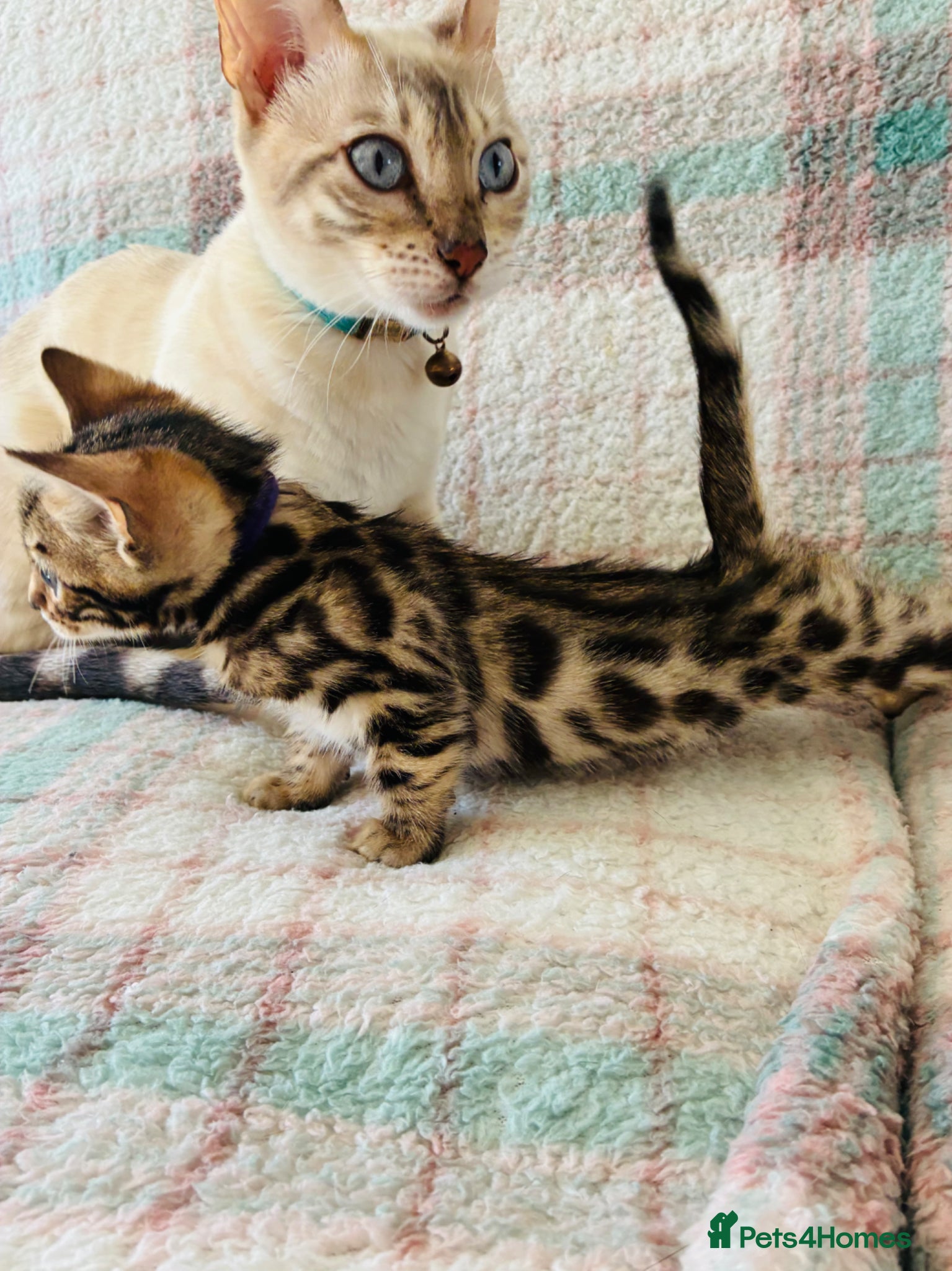 Bengal cats Beautiful Bengal Kittens for sale - Advert 1