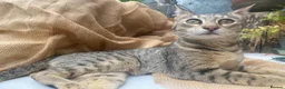 Savannah cats for sale: Stunning pedigree SAVANNAH girl f5 sbt - Advert 6