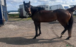 Irish Thoroughbred horses for sale: Lovely 15h mare - Image 13