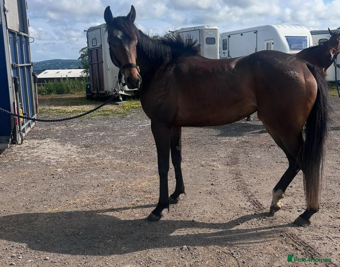 Irish Thoroughbred horses for sale: Lovely 15h mare - Image 13