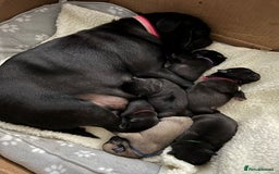 Pug dogs for sale: Superb Pug Puppies - ready now - Advert 7