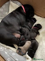 Pug dogs Superb Pug Puppies - ready now - Advert 1