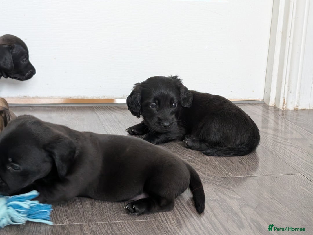 Dachshund dogs for sale: Dachshund x puppies male 2x long haired  - Image 9
