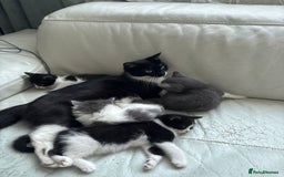 Mixed Breed cats for sale: Kittens for sale - Image 1